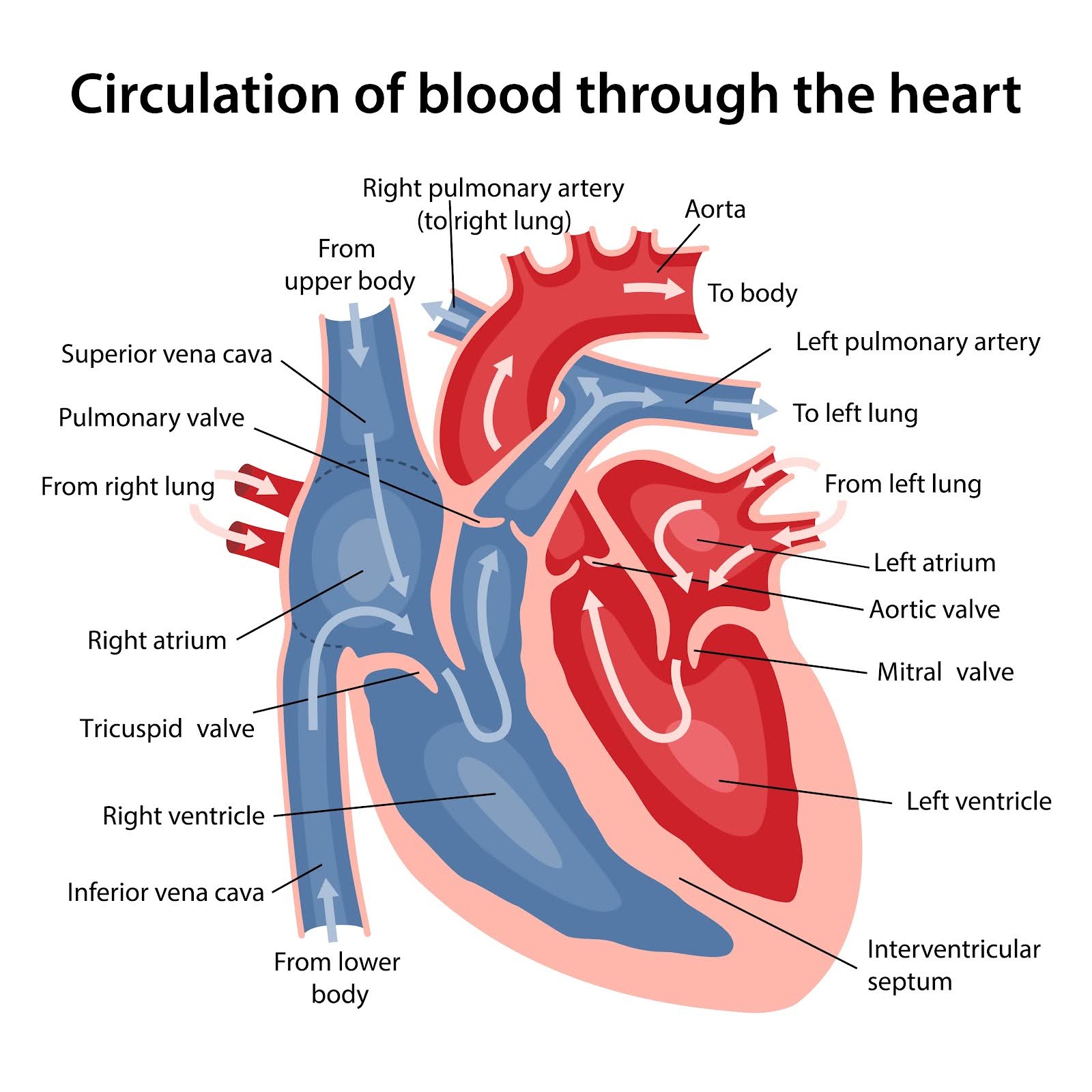 circulation of blood through the heart circulation of blood through the heart